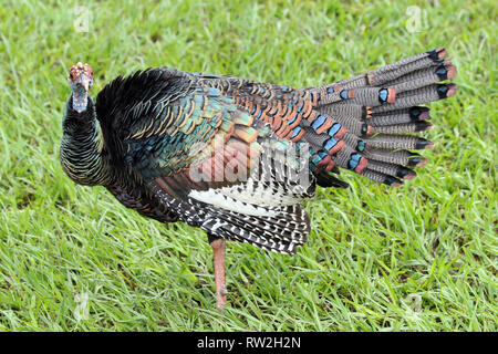 Ocellated Turchia (Meleagris ocellata) Foto Stock