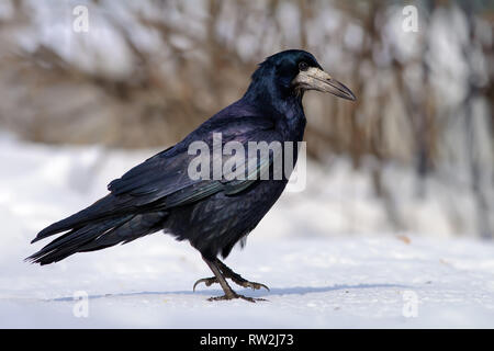 Shiny Rook passeggiate sulla neve dura in inverno Foto Stock