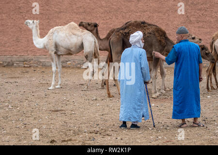 Due uomini osservare e baratto su cammelli (Camelus) in vendita presso la Guelmim mercato di cammelli, Guelmim, Guelmim provincia, Marocco. Foto Stock