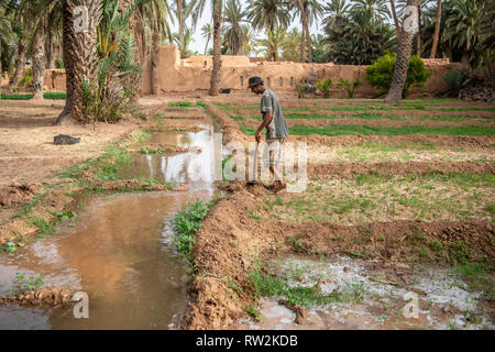 Berber uomo con la zappa si erge a bordo del canale di acqua usato per irrigazione di erba medica (Medicago sativa) campo, oasi di Tighmert, Marocco Foto Stock