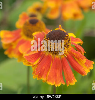 Helenium Sahin in pieno fiore. Foto Stock