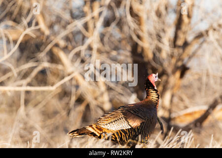 Un Wild Turchia in una zona boschiva si trova nella città di Scott, Kansas Foto Stock