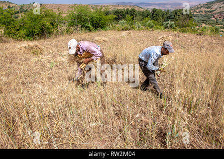 Due agricoltori la raccolta di cereali, Ouarzazate, Atlante, Marocco Foto Stock