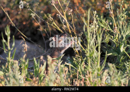 Ave river rat dissimulata tra la vegetazione dalla riva del fiume in cerca di cibo, a nord del Portogallo Foto Stock