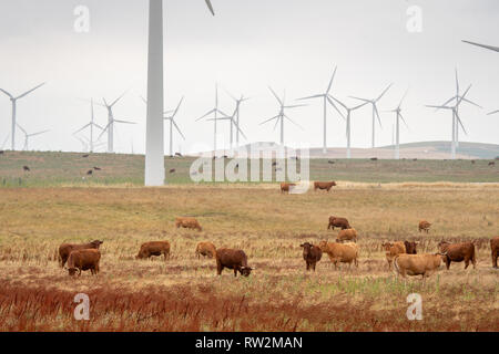 Il pascolo di bestiame tra terreno con mulini a vento in background, Tarifa, Cadice, Andalusia, Spagna Foto Stock