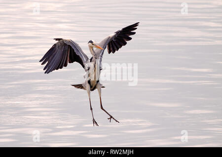 Grande heron battenti (acceso sull'acqua) oltre il fiume Douro nel nord del Portogallo Foto Stock