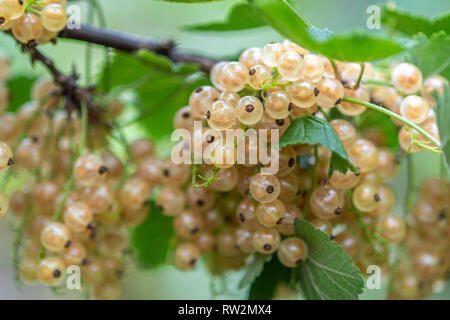 Ribes bianco (Ribes rubrum) che cresce su un vitigno ,Bialystok, Polonia Foto Stock