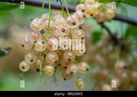 Ribes bianco (Ribes rubrum) che cresce su un vitigno ,Bialystok, Polonia Foto Stock