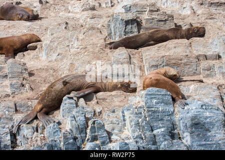 Leoni di Mare in appoggio sulle scogliere in Patagoina, Argentina Foto Stock