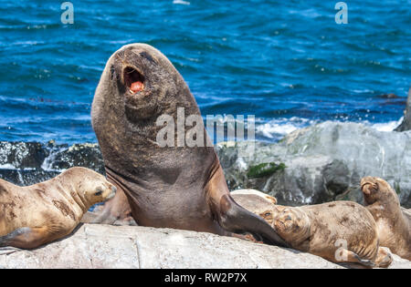 Leoni di Mare in appoggio sulle scogliere in Patagoina, Argentina Foto Stock