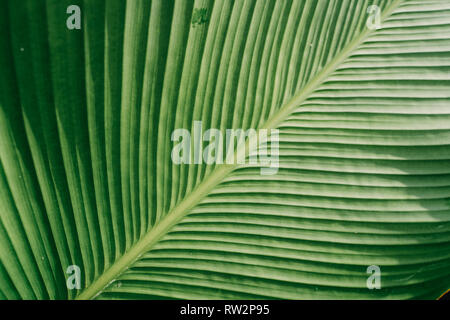 Dettaglio texture di verde foglia tropicale Foto Stock