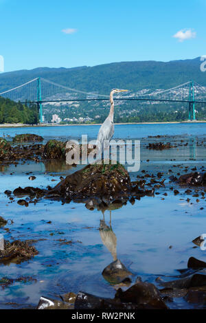 Airone blu, acqua riflessione, Lion's Gate Bridge in background, Vancouver, BC, Canada. Foto Stock