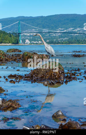 Airone blu, acqua riflessione, Lion's Gate Bridge in background, Vancouver, BC, Canada. Foto Stock