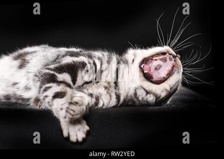 Sbadigliare British Shorthair Foto Stock