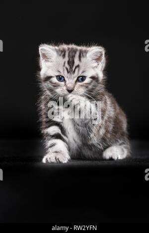 British Shorthair Kitten Foto Stock