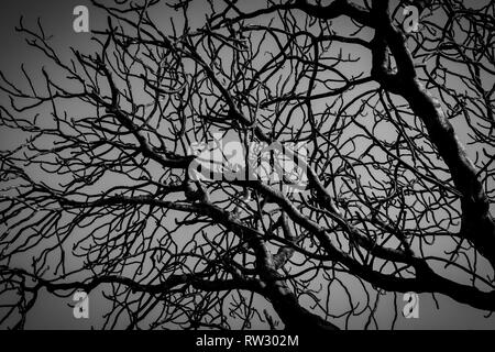 Silhouette albero morto sul drammatico scuro Grigio Cielo e nubi sfondo per paura, la morte e il concetto di pace. Giorno di Halloween sfondo. Arte e drammatico Foto Stock