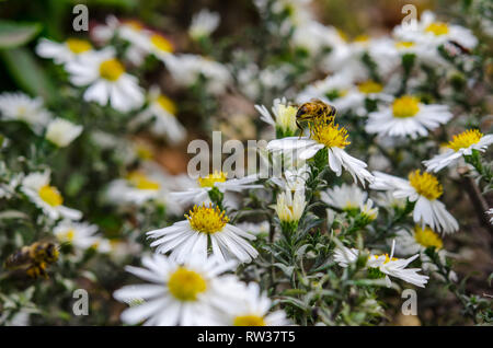 L'Ape raccoglie il nettare dal campo camomilla. Chamomiles i fiori sbocciano in aiuola. Camomiles e bee closeup. Foto Stock