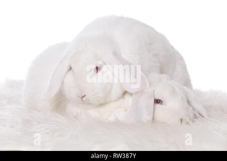 Mini Lop Foto Stock