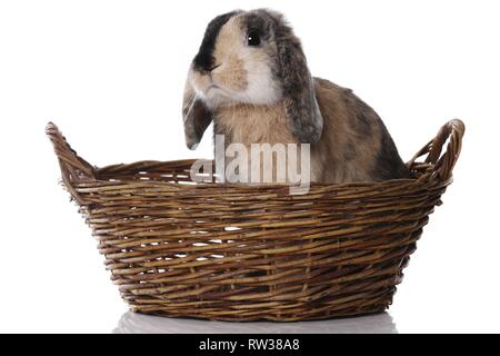 Mini Lop Foto Stock