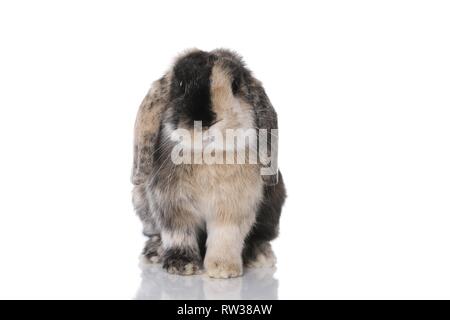 Mini Lop Foto Stock