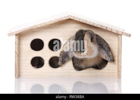 Mini Lop Foto Stock