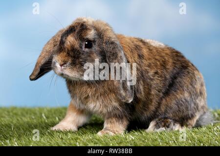 Mini Lop Foto Stock