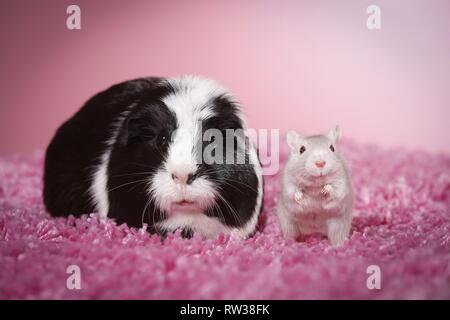 Cavia e mouse Foto Stock