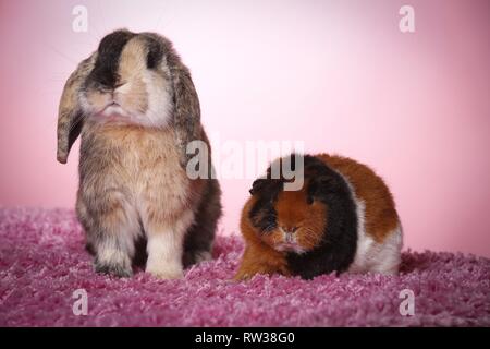 Il coniglio e la cavia Foto Stock