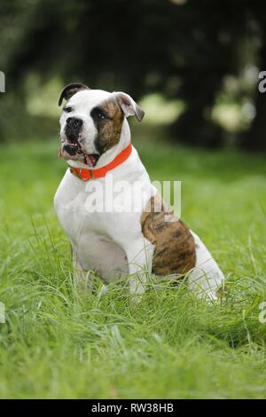 Udienza bulldog americano Foto Stock
