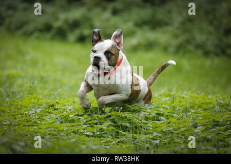 Esecuzione di American Bulldog Foto Stock