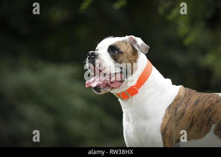 American Bulldog ritratto Foto Stock