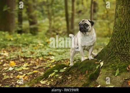 Pug in autunno Foto Stock