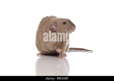 Dumbo rex rat Foto Stock