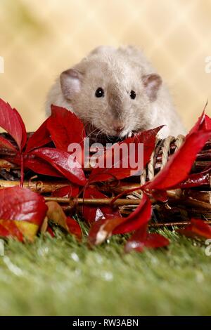 Dumbo rex rat Foto Stock