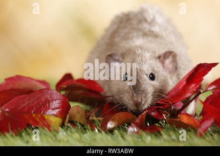 Dumbo rex rat Foto Stock