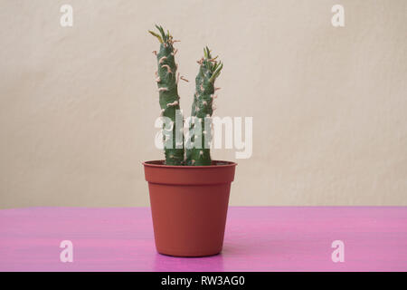 Mini cactus pianta in un vaso Foto Stock