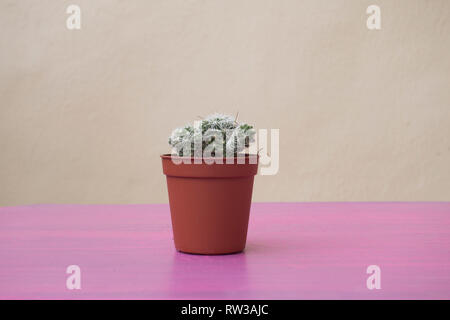 Mini cactus pianta in un vaso Foto Stock