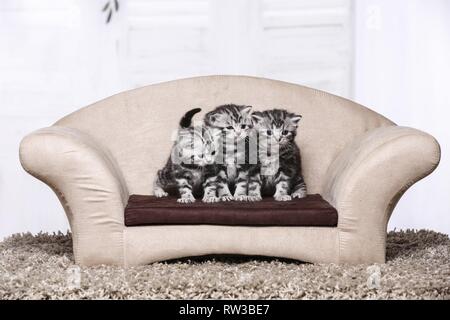 3 British Shorthair Kitten Foto Stock