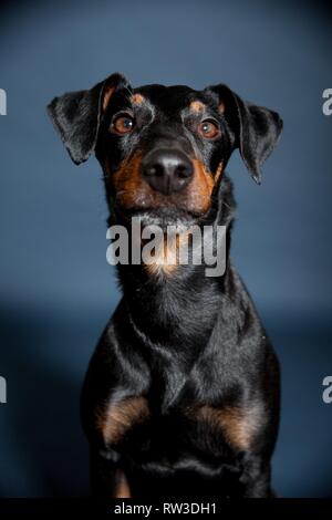 Manchester Terrier ritratto Foto Stock