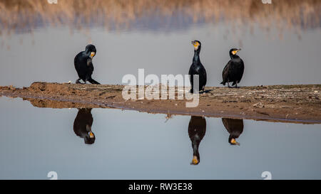 Grande cormorantsGreat cormorani in Llobregat Delta, Catalogna, Spagna Foto Stock