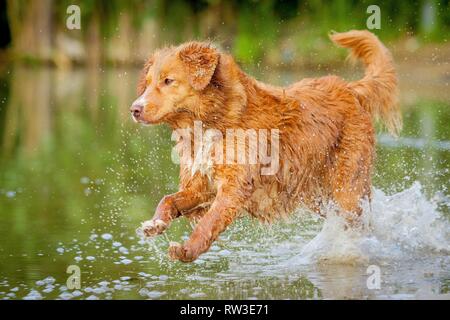 Esecuzione di Nova Scotia Duck Tolling Retriever Foto Stock