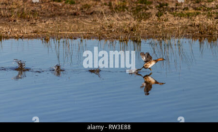 Tuffetto decollare in llobregat delta, Catalogna, Spagna Foto Stock