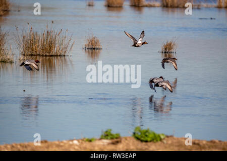 Pochard comune di decollo in llobregat delta, Catalogna, Spagna Foto Stock