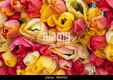 Pila di tulipani colorati su un mercato Foto Stock