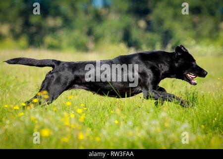 Esecuzione di Labrador Retriever Foto Stock