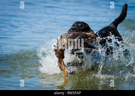 Il Labrador Retriever a caccia di anatra Foto Stock