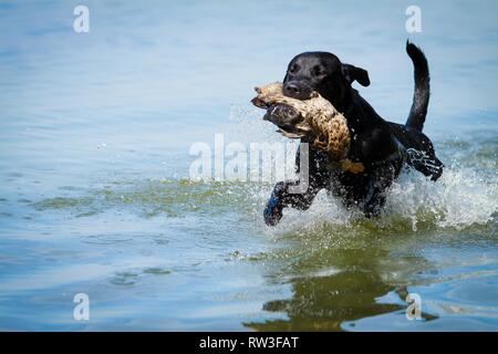 Il Labrador Retriever a caccia di anatra Foto Stock