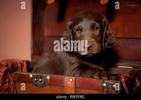 Appartamento rivestite Retriever Puppy in cassa Foto Stock