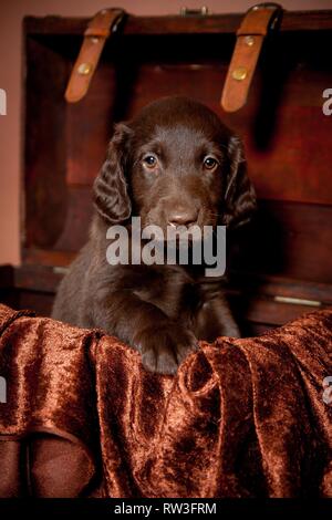 Appartamento rivestite Retriever Puppy in cassa Foto Stock