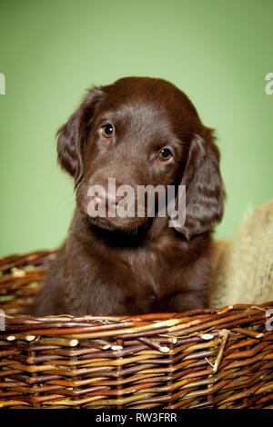 Appartamento rivestite Retriever Puppy in cestello Foto Stock